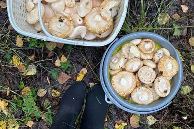 Груздь жёлтый (Lactarius scrobiculatus) фотографии, видео и истории