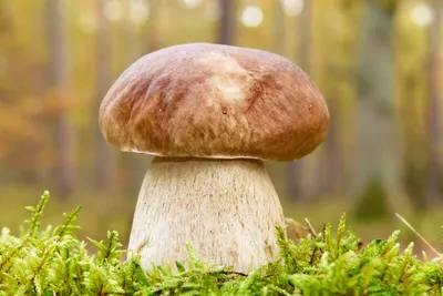 Груздь чёрный (Lactarius necator) - Picture Mushroom