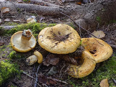 Минэкологии предупреждает: отправляясь на «тихую охоту», следует различать  виды грибов / Администрация городского округа Ступино