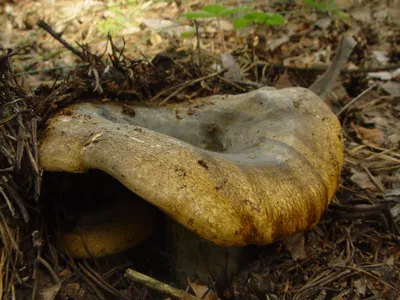 Груздь жёлтый (Lactarius scrobiculatus) фотографии, видео и истории