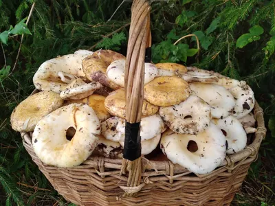 Виды груздей: фото и описание, как выглядят, в каких лесах растут самые  популярные разновидности грибов | Грибы, Вид, Чернушка