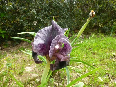 Iris sibirica (Сибирский Ирис) - Bouwmeester Vaste Planten