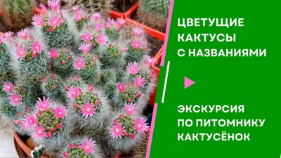 Кактусы – популярность растений, выращивание и уход - 