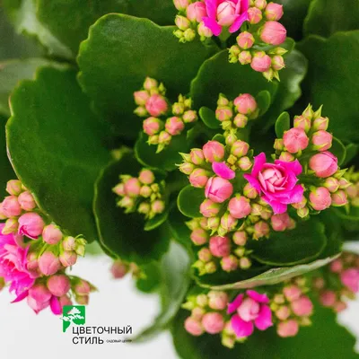 Каланхоэ (Kalanchoe) | Raritet-plants