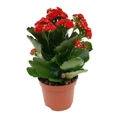 Каланхоэ Каландива красный горшечное растение купить в интернет-магазине  Кубань-Букет по цене 1 340 руб..