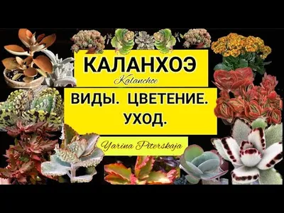 Фото Цветы Каланхое