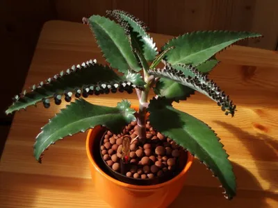 Каланхоэ войлочное (Kalanchoe tomentosa) — описание, выращивание, фото | на  