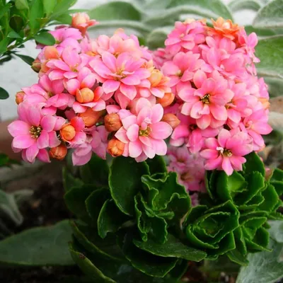 Коллекции растений ЦСБС СО РАН - Kalanchoe rotundifolia (Haw.) Haw. –  Каланхое округлолистное