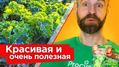 Как просто хранить разные виды капусты зимой — Soncesad Как просто хранить  разные виды капусты зимой — Soncesad