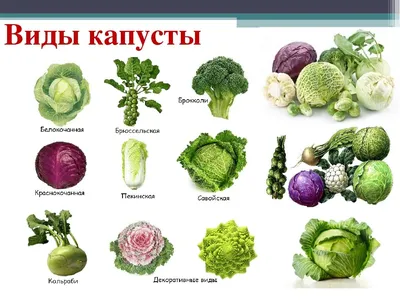 Виды капусты: китайская, пекинская, листовая и японская | СО ВКУСОМ 🍽 |  Дзен