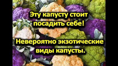 Капуста: польза и вред для организма, калорийность | РБК Life