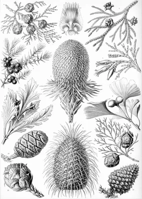 Хвойные растения: виды и особенности – ЧЕline |
