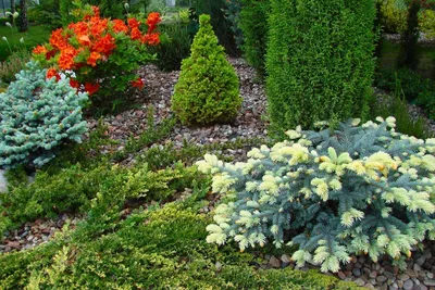 Низкорослые хвойные растения - Советы от питомника и садового центра Гавриш