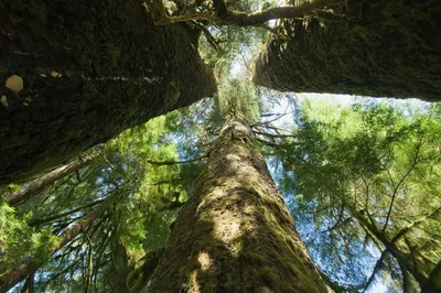 Хвойные деревья карелии (56 фото) - 56 фото