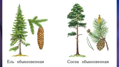 Хвойные растения в клумбе - Схемы - Особенности ухода