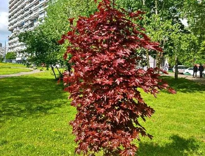 Сорта клена для эксклюзивного ландшафтного дизайна загородного дома