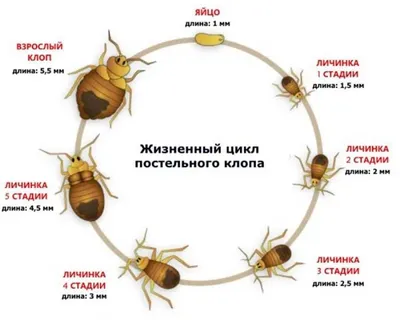 Сколько живут клопы и какое время могут жить без пищи