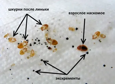 Укусы клопов как выглядят, причины появления в Москве.