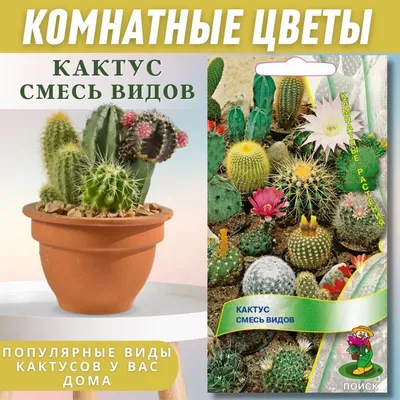 Классификация комнатных растений по внешнему виду | PROцветоводство | Дзен