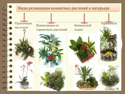 много растений разных цветов и размеров в комнате, виды комнатных растений  с картинкой фон картинки и Фото для бесплатной загрузки