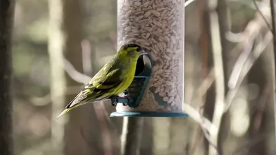 Умная кормушка для птиц. Bird Buddy купить в Москве по приятной цене