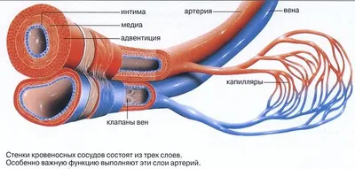 Виды наружных кровотечений и первая помощь