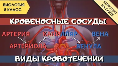 Мастер-класс «Виды кровотечений» в медицинских классах, ГБОУ Школа № 956,  Москва