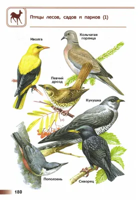 Птицы Троицкого леса: 19 видов, из них только 2 синантропные