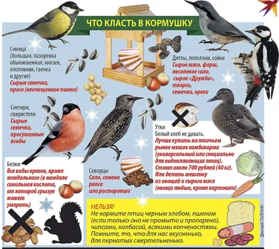 ПОКОРМИТЕ ПТИЦ ЗИМОЙ