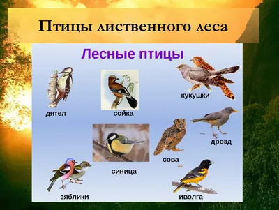 Какие птицы поют в лесу? #ГолосаПтиц 25 - YouTube