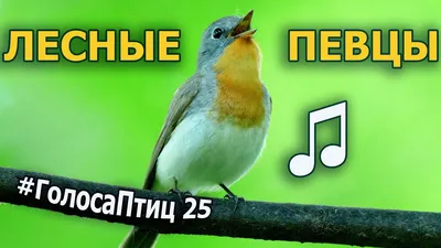 Новые пролетные виды птиц в Кавказском заповеднике обнаружил орнитолог |  Кавказский государственный природный биосферный заповедник имени  Х.Г.Шапошникова