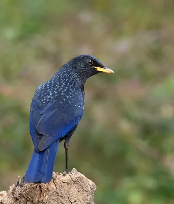 Синие птицы — Википедия
