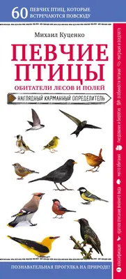 Птицы лесов, садов и парков - описание и фото - ОМ Плешаков