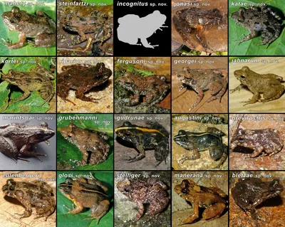 30 самых удивительных лягушек и жаб в мире