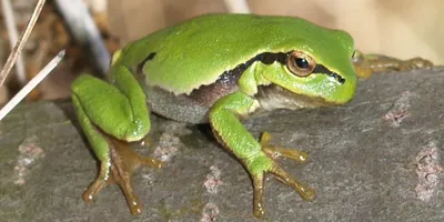 В Мексике обнаружены шесть новых видов крошечных лягушек