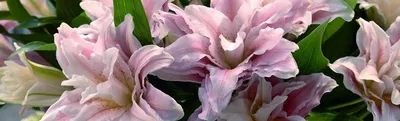 Виды и группы садовых лилий – описание и фото | В цветнике (Огород.ru)