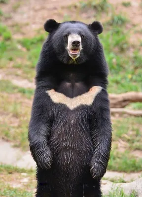 Медвежьи - Wikiwand