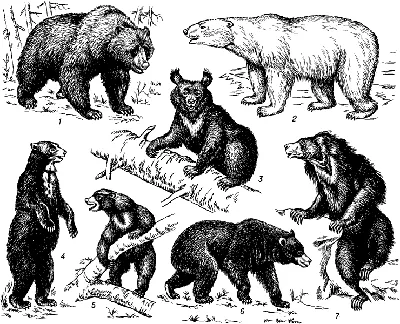 Все виды медведей» — создано в Шедевруме