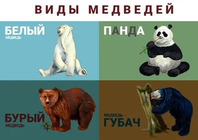 Медведи — Википедия