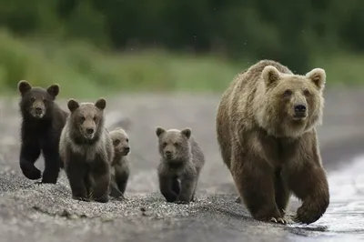 Штеффен Граупнер: "Белые медведи нуждаются в нашей защите!.." (ФОТО) -  