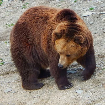 Тянь-Шаньский бурый медведь | The Central Asian Mammals and Climate  Adaptation (CAMCA) project : The Central Asian Mammals and Climate  Adaptation (CAMCA) project