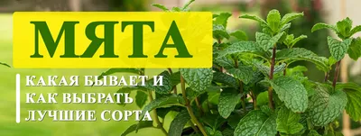 Виды и сорта мяты | Трава, Мята, Вид