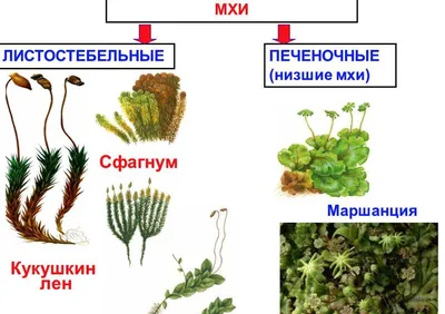 Виды мхов (46 фото) - 46 фото