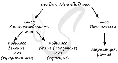 Представители мхов, подготовка к ЕГЭ по биологии