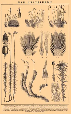 МОХОВИДНЫЕ • Большая российская энциклопедия - электронная версия