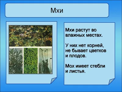 В Казани на территории парка «Лебяжье» ученые нашли три уникальных вида мха  - 