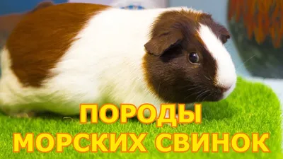 МОРСКИЕ СВИНКИ: ПОРОДЫ И ОСОБЕННОСТИ - LOVE FERPLAST