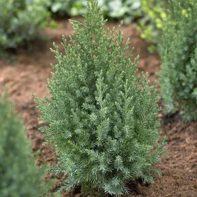 Можжевельник чешуйчатый Лодери 🌲 купить с доставкой курьером, почтой,  самовывоз в 52 городах, цены и фото