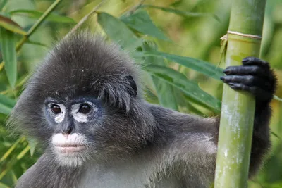 Cercopithecus lomamiensis – новый вид приматов