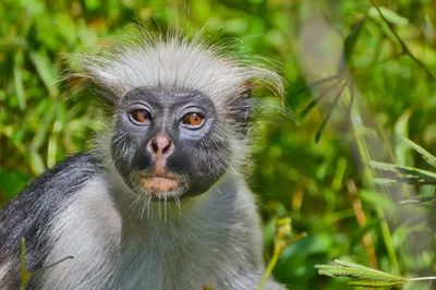 Лес обезьян на Бали (Monkey forest) — мистическое место и милые обезьянки